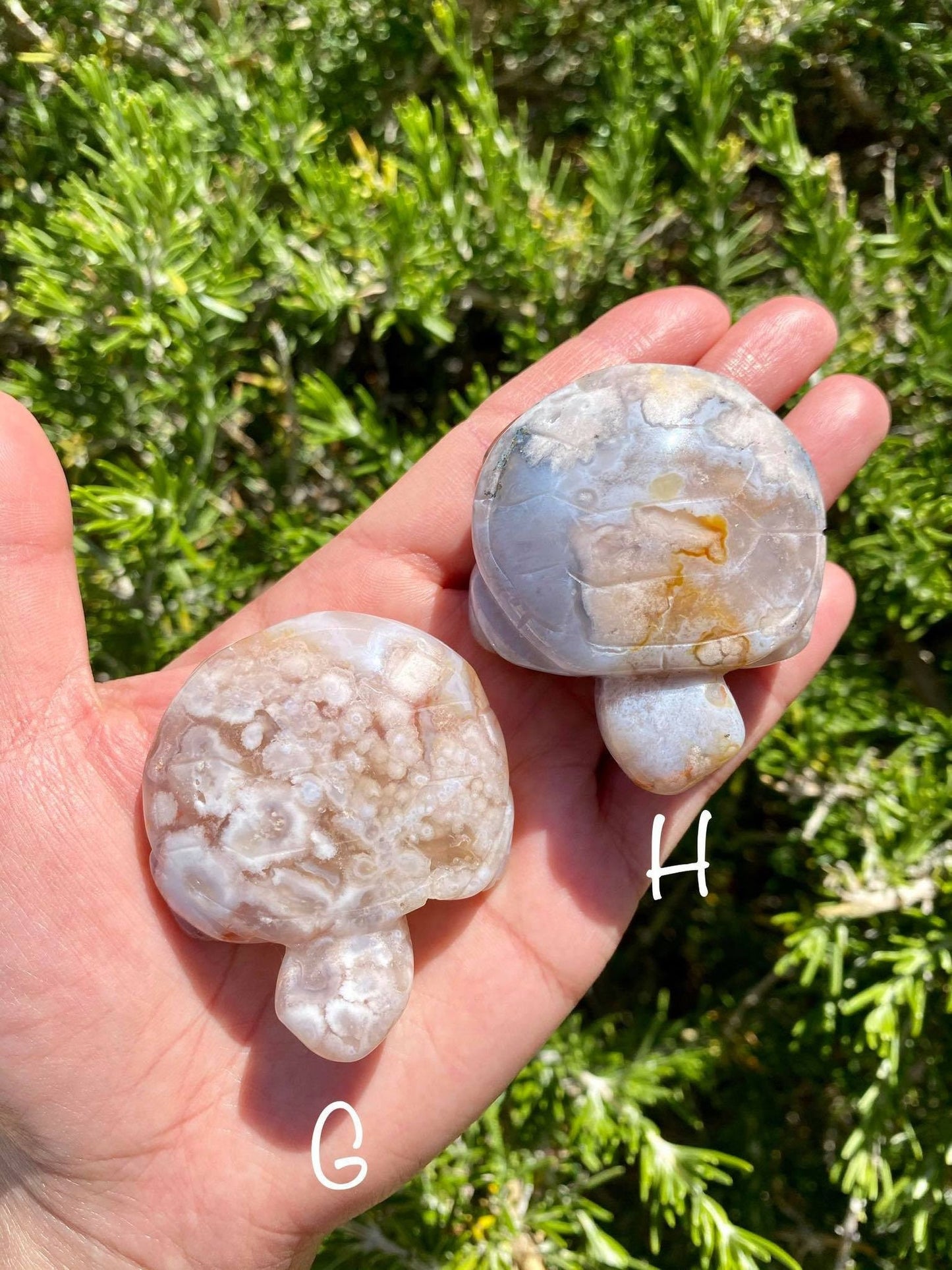 Flower Agate Turtles