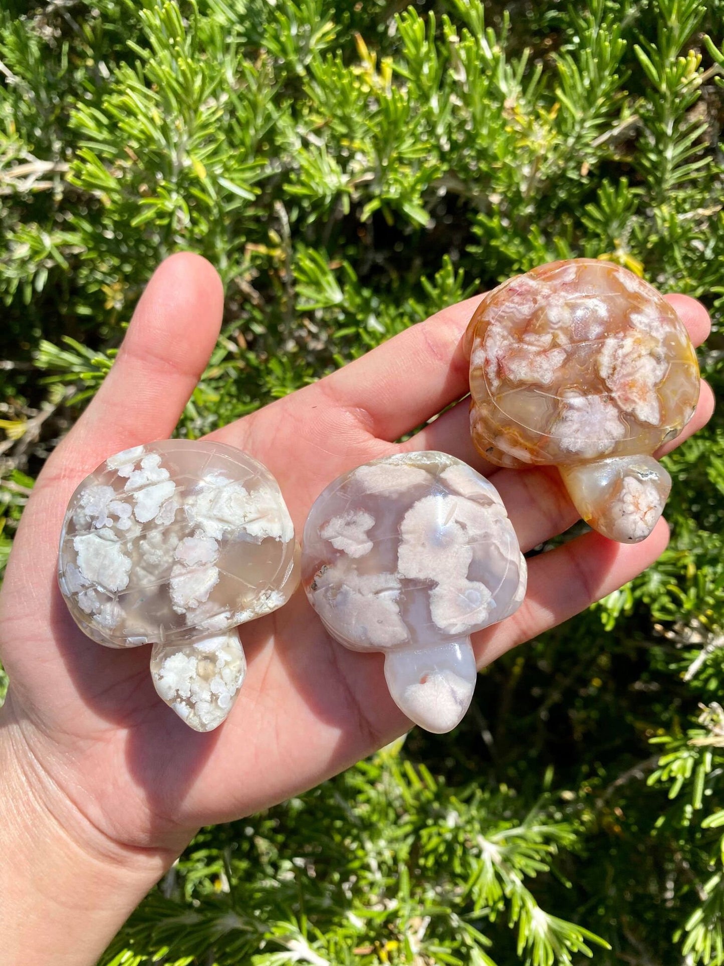 Flower Agate Turtles